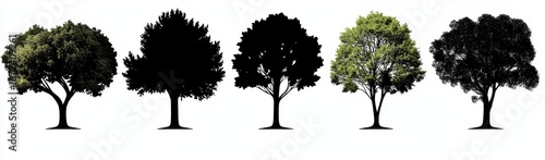 The Contrast Between Coniferous and Deciduous Tree Silhouettes