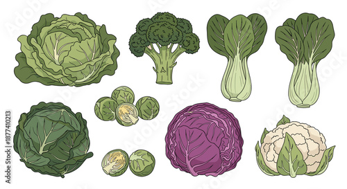 Green leafy vegetable set features detailed illustrations of cabbage, broccoli, bok choy, brussels sprouts, and cauliflower.