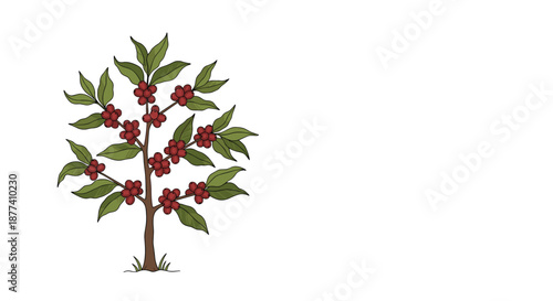 Simple botanical illustration depicts a coffee plant with green leaves and numerous ripe red coffee berries on its branches.
