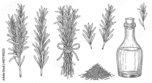 Culinary rosemary herb set features sketches of sprigs, a tied bundle, dried pieces, and a bottle of essential oil.
