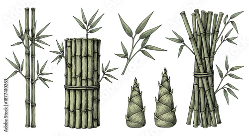 Detailed bamboo plant sketches show green stalks, leaves, and bamboo shoots arranged in groups and tied bundles.