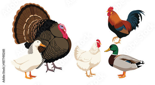 Common farm poultry collection features a large turkey, a colorful rooster, a white hen, and two different ducks.
