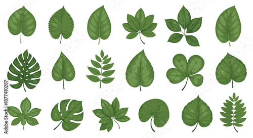 Collection of various green tree and plant leaves with different shapes isolated on white background for nature design projects.