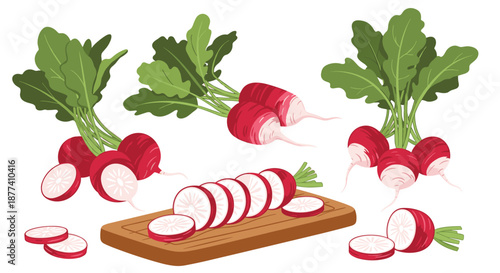 Fresh radish illustrations depict whole vegetables with green leaves and sliced pieces arranged on a wooden cutting board.