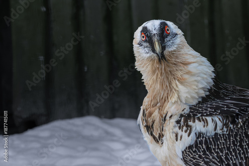 Lammergeyer or Bearded Vulture