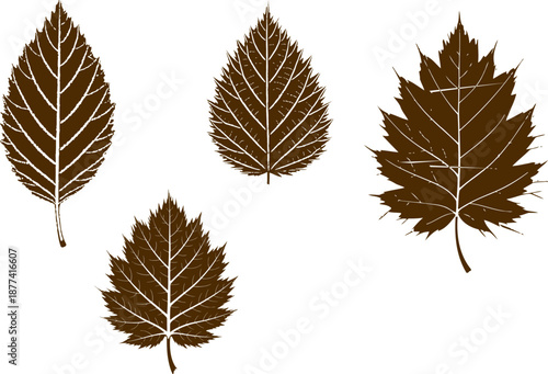Four Brown Autumn Leaves on White Background