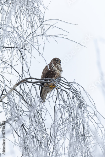 Birds of Prey - Common Buzzard