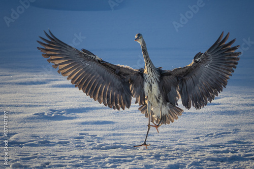 The grey heron (Ardea cinerea) on the ice