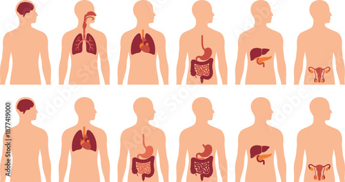 Human anatomy organs illustration, male female body systems diagram, internal organs medical infographic, digestive respiratory circulatory reproductive systems educational healthcare vector