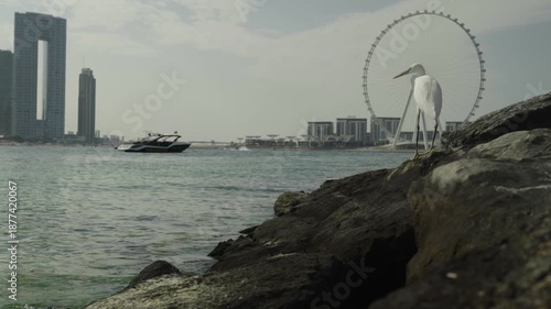 A white heron stands on the rocky shore of the bay against the backdrop of Dubai's largest Blue Waters Island Ferris wheel.