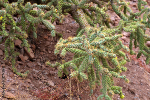 Cacti in the semi-desert of Baja California Sur, Mexico