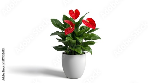 Wallpaper Mural Vibrant Red Anthurium Plant in White Pot Isolated on White Background, Tropical Flower Torontodigital.ca