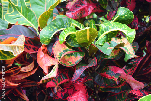 Foto colorful croton plant leaf motif