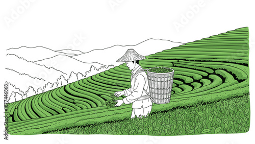 Farmer harvesting tea in terraced fields