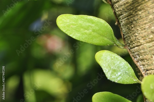 Wallpaper Mural Green Epiphyte Leaves Growing on Tree Trunk Macro Torontodigital.ca