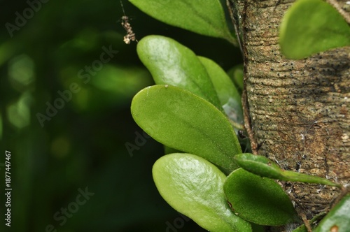 Wallpaper Mural Green Epiphytic Plant Leaves Growing on Tree Trunk Torontodigital.ca