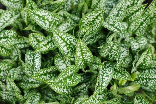 Green leaves of lungwort plant in shaded garden