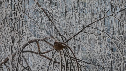 A sparrow sits in the frost on a branch covered in hoarfrost