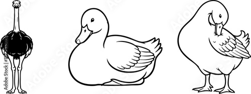 Line Art Drawing of Ostrich and Ducks Vector Illustration Set