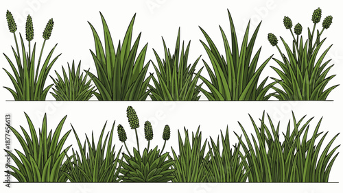Green grass with spikes on white background plants foliage leaves
