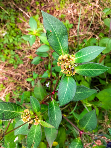 Mexican fire plant or Euphorbia heterophylla grows wild in the bushes with a blurred background. Weed flower. Selective focus. 