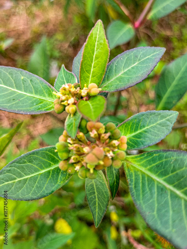 Mexican fire plant or Euphorbia heterophylla grows wild in the bushes with a blurred background. Weed flower. Selective focus. 
