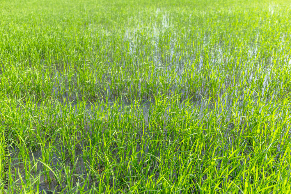 Obraz premium Green Rice Field with Young Paddy Plants, Fresh green rice plants growing in paddy field under natural sunlight. Agriculture, Farming, Food Production, Rural Life, Sustainability, Asian Countryside