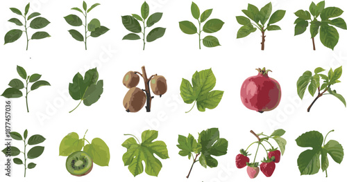 Collection of various plant leaves and fruits illustrations