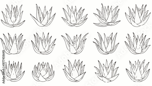 Black and white line of various agave plants succulent line black and white botanical