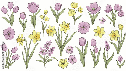 Purple and yellow flowers on white background tulips daffodils