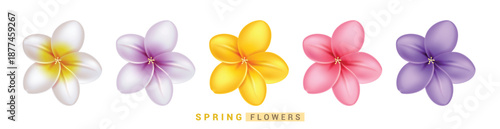 Spring Frangipani flowers set clipart design. Plumeria and Frangipani flowers clip art in white, violet, yellow and pink color for Spring floral elements collection vector illustration.
