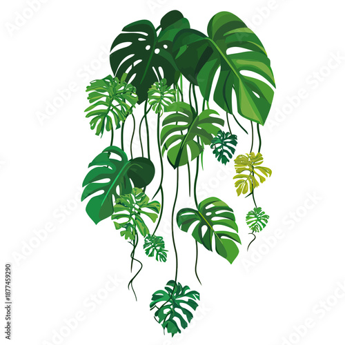 Tropical Monstera Deliciosa Vines Hanging Green Leaves Flat Minimalist Vector Illustration Isolated on White Background