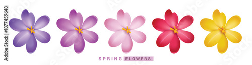 Crocus Spring Flowers clipart set. Crocus 3d Flowers clip art in purple, violet, pink, red and yellow floral color Spring flower collection in white background vector illustration.
