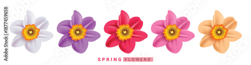Daffodils Spring Flowers clipart set. Narcissus 3d Colorful Flowers clip art with white, violet, red, pink and orange color of Daffodils Spring floral decoration elements collection vector 