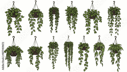 Hanging plants in pots with green leaves planters hooks