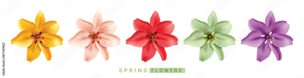 Fototapeta premium Water Lily Spring Flowers clipart set. Spring Tiger Lilies Flowers clip art in yellow, peach, red, green and purple colorful floral elements collection in white background vector illustration. 