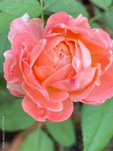 Beautiful pink rose petal in the garden	
