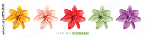 Water Lily Spring Flowers clipart set. Spring Tiger Lilies Flowers clip art in yellow, peach, red, green and purple colorful floral elements collection in white background vector illustration.
