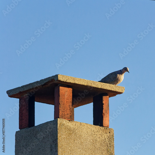Tourterelle perchée sur une cheminée
