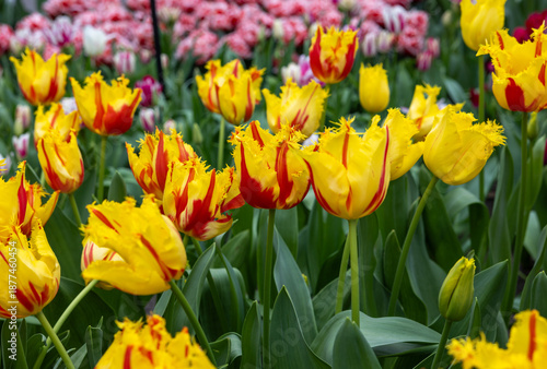 Colorful tulip called Party Clown. Fringed group. Tulips are divided into groups that are defined by their flower features