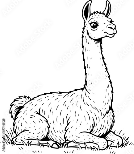 Hand drawn black and white illustration of a llama sitting