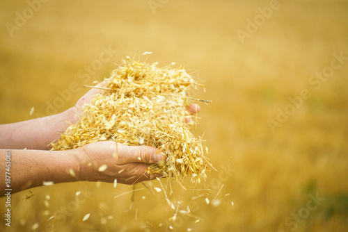 Fotografie Hands holds grain seeds on an agricultural field