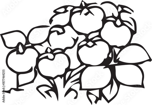 Black-and-white vector illustration of a tomato plant bush with ripe tomatoes. Clean line art suitable for gardening, agriculture, educational, botanical and coloring projects.