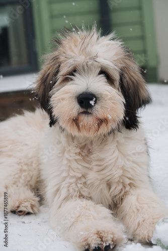 Polish Lowland Sheepdog Puppy sat in the snow