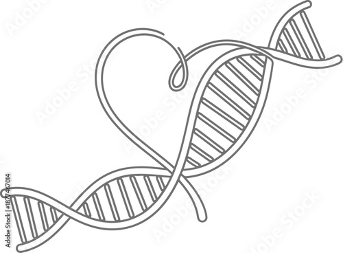 Simple line art drawing depicts a stylized dna double helix structure beautifully intertwined with a delicate, sweeping heart shape symbolizing love and genetics.