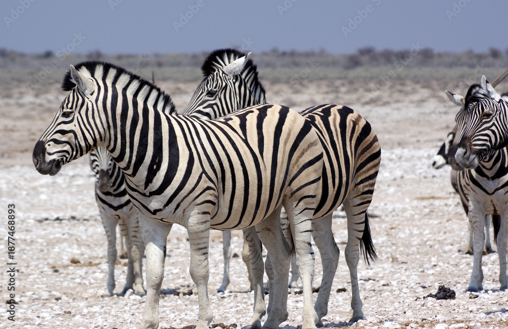 Fototapeta premium Zèbres dans le parc national d'Etosha en Namibie 