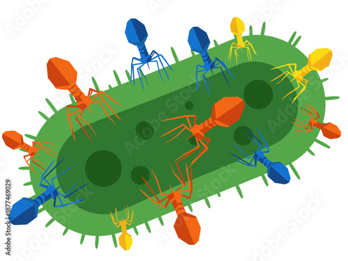 Phage attack illustration depicts bacteriophages targeting bacteria. Vibrant colors and detailed design showcase a dynamic biological process. Ideal for science, health, and microbiology visuals.