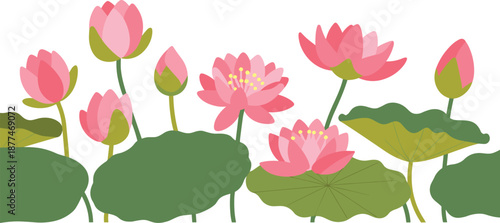 Border of Pink Lotus Flowers and Green Lily Pads on a White Background Keywords: lotus, flower, pink, water lily, blossom, blooming