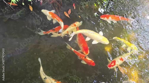  Colorful koi fish swim around in the pond. bustling view of colorful koi fish as they swim and artificial fog floating above the water. Group of colorful koi fish. Koi fish swim here is sunlight.
