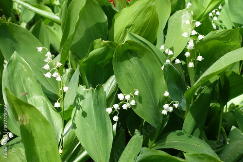 Cuadro en lienzo Profuse white flowers of lily of the valley in mid May